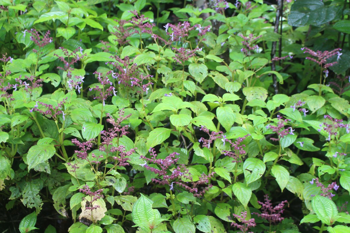 Coleus kanneliyensis L.H.Cramer & S. Balas.